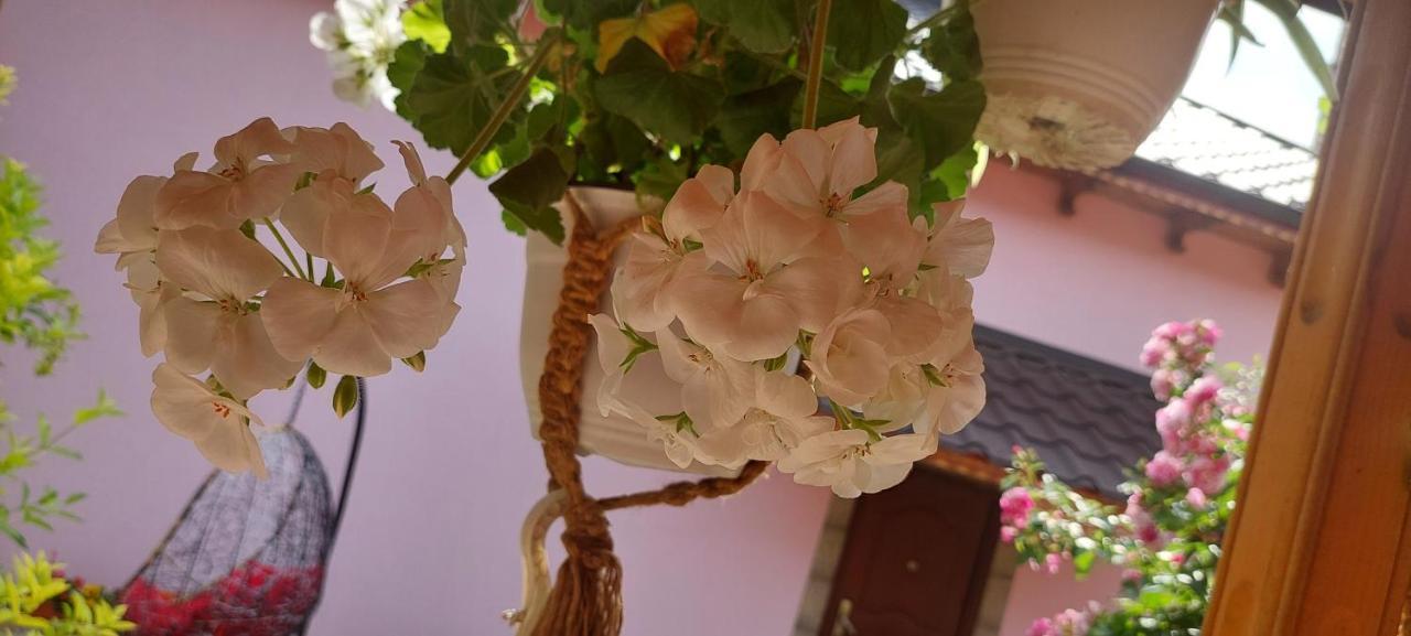 Pensiunea Happy Flowers Greci Exterior foto