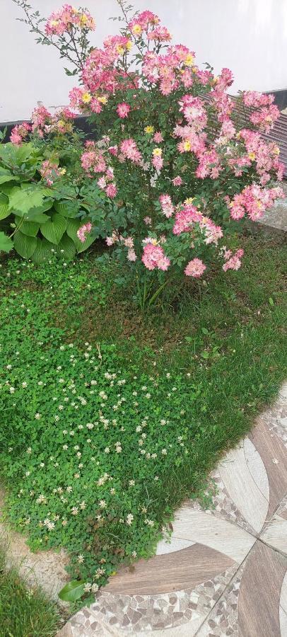 Pensiunea Happy Flowers Greci Exterior foto