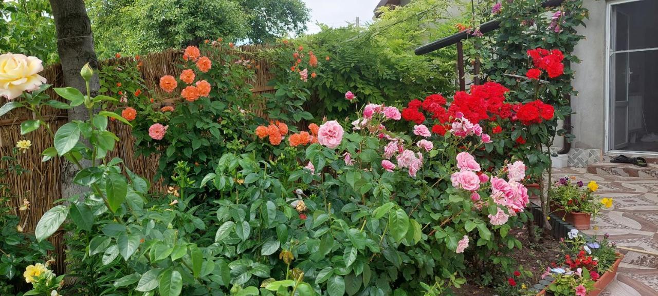 Pensiunea Happy Flowers Greci Exterior foto
