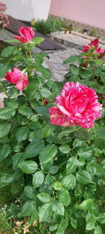 Pensiunea Happy Flowers Greci Exterior foto